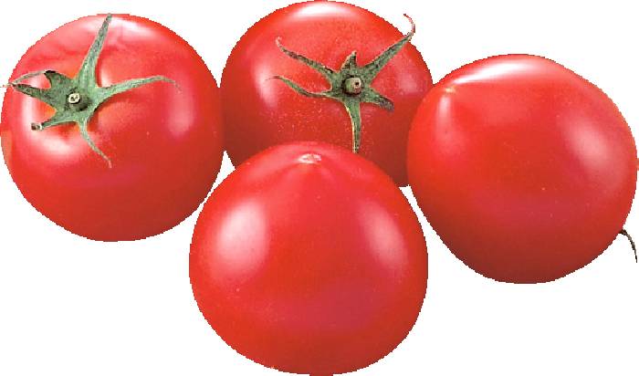 商品紹介】北海道産 シンディスィート（中玉トマト）｜株式会社コ